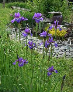 5-irises